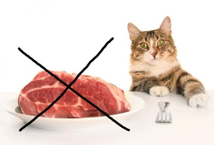 Кормление кота сырым мясом