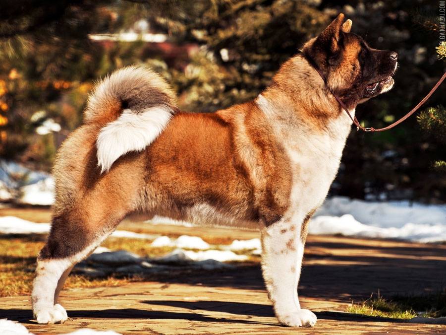 Американская акита (american akita) или большая японская собака