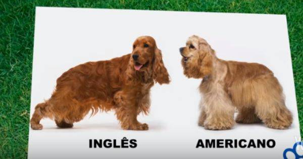 Чем русский спаниель отличается от английского: название одно, а собаки разные