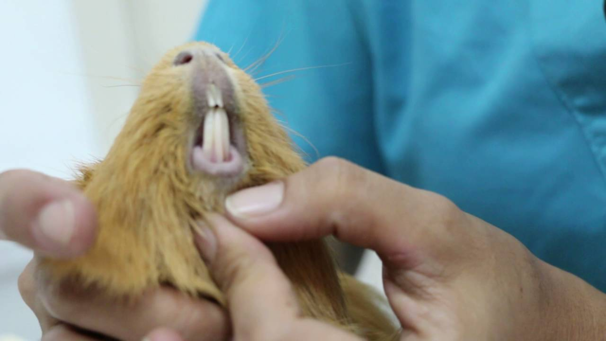 15 болезней морских свинок: причины, симптомы и лечение, чем можно заразиться