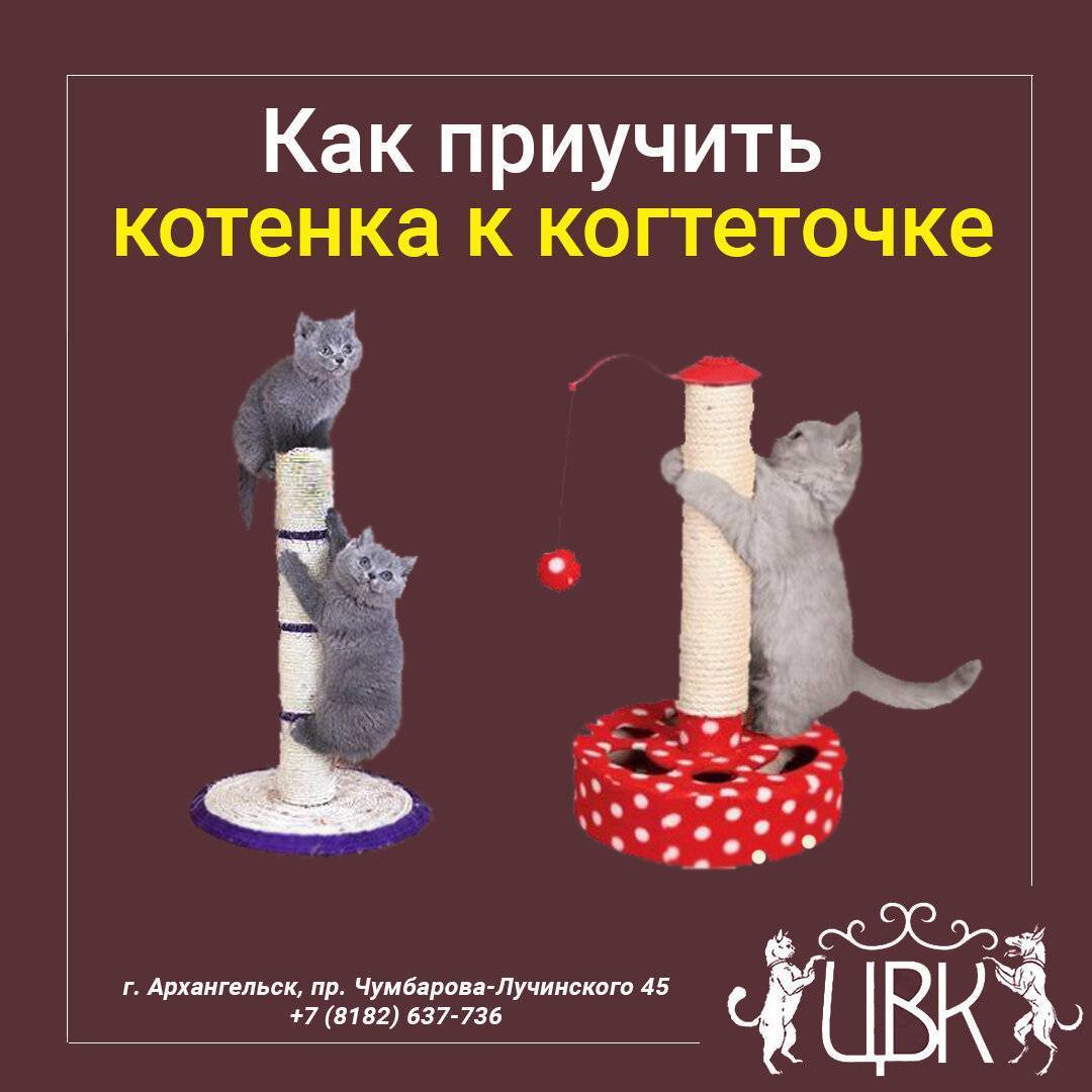 Как приучить взрослую кошку к когтеточке: быстро и просто | ваши питомцы