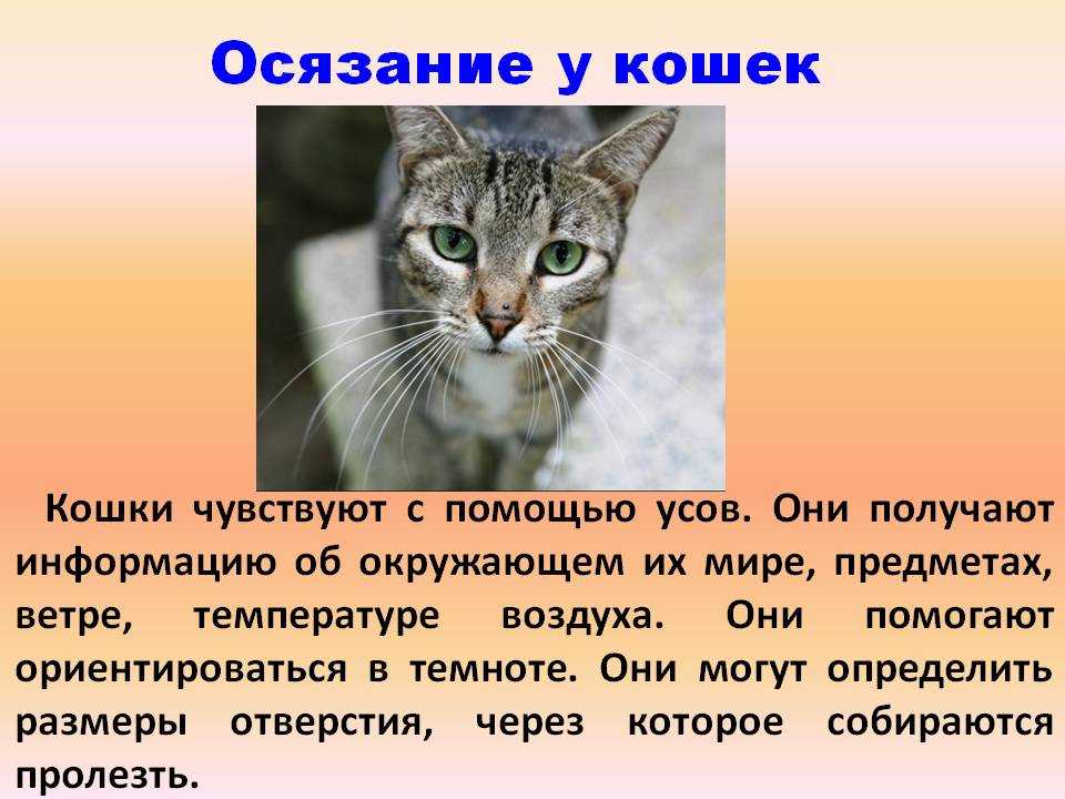 Какого вкуса не чувствуют кошки