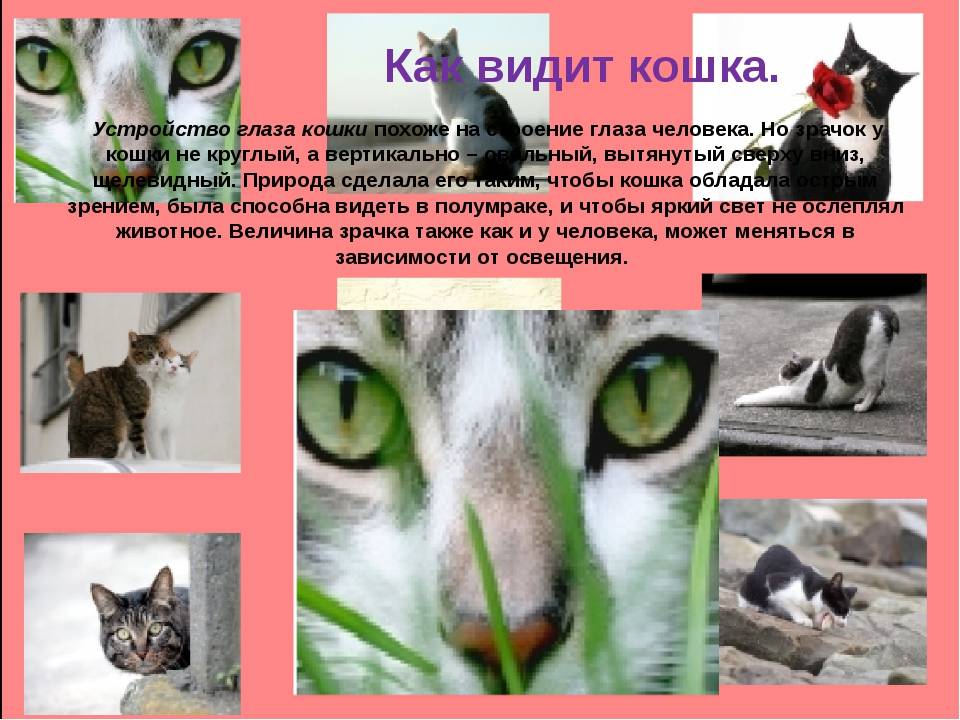 Как видят кошки