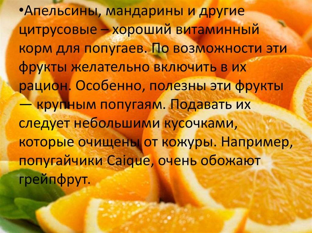Можно хомякам апельсин