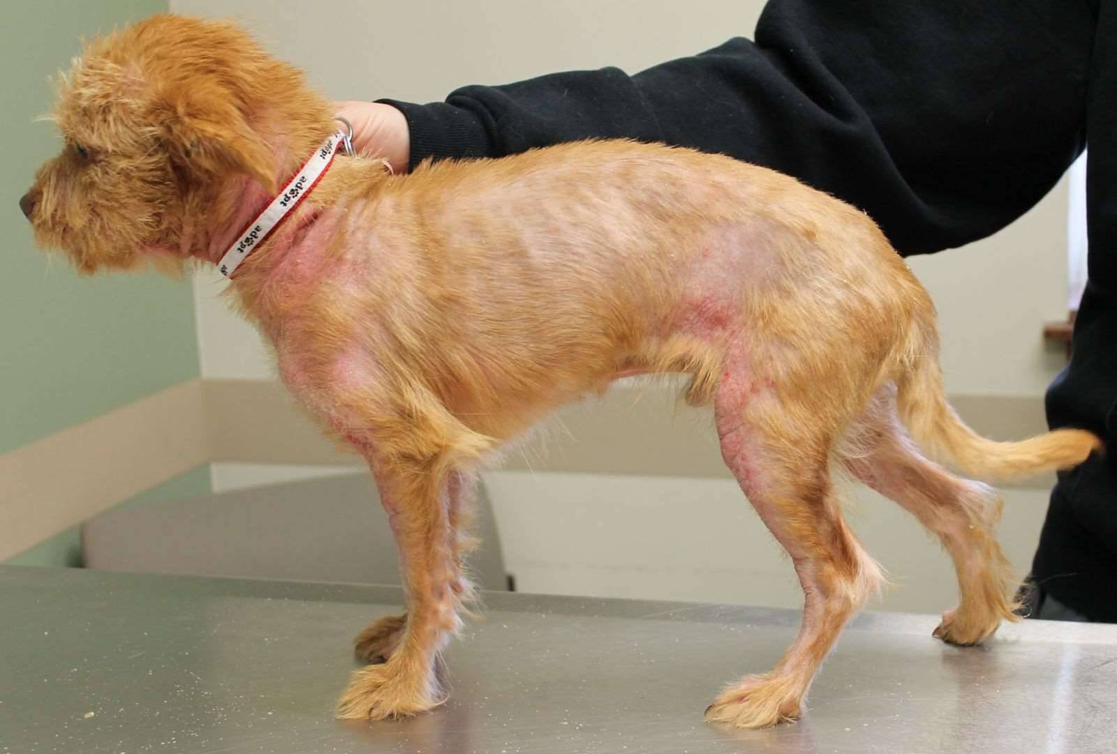 Аллергия у собак: диагностика и лечение | dogkind.ru