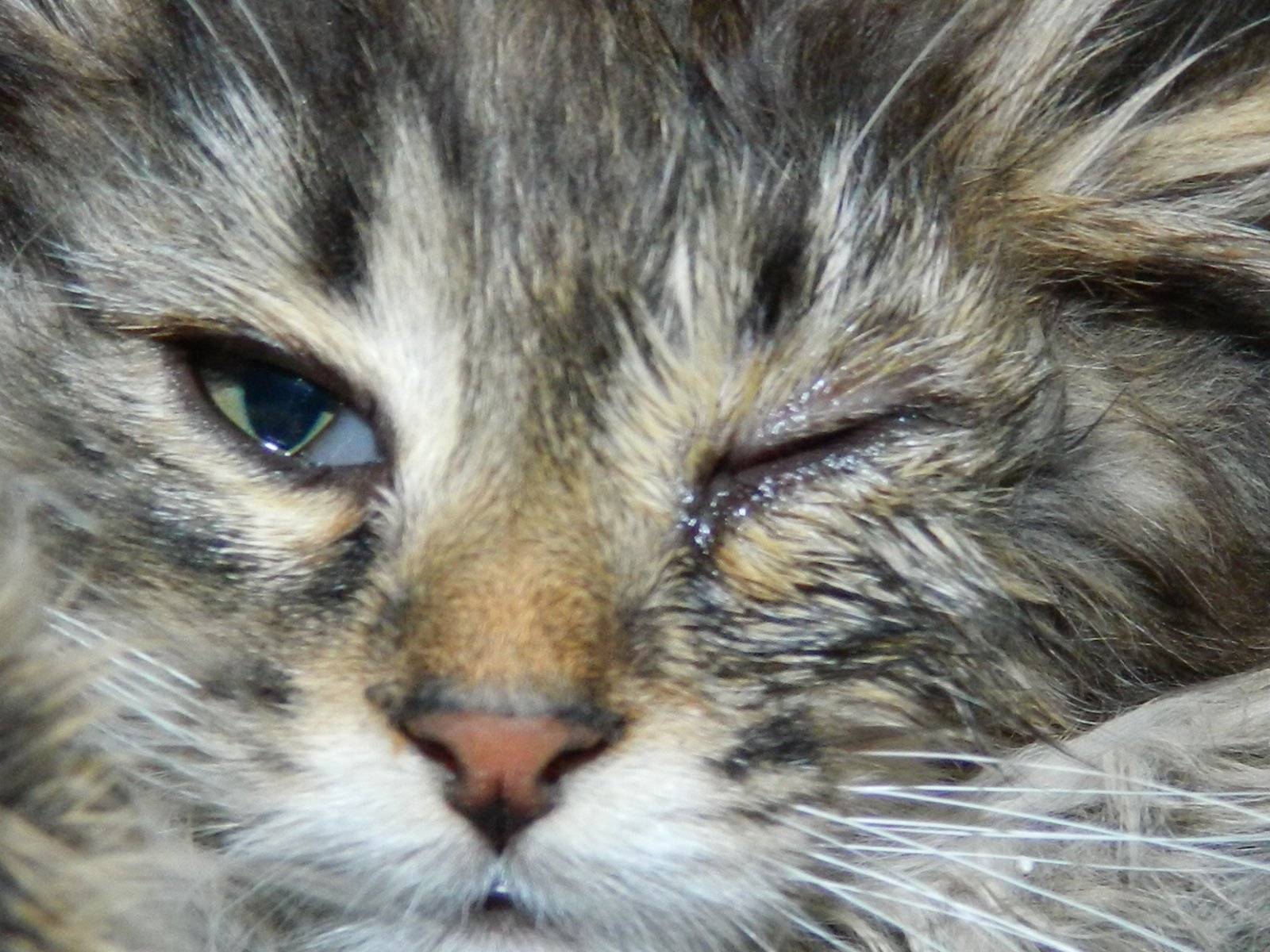 Выделения из глаз у кошки - симптомы, причины, лечение