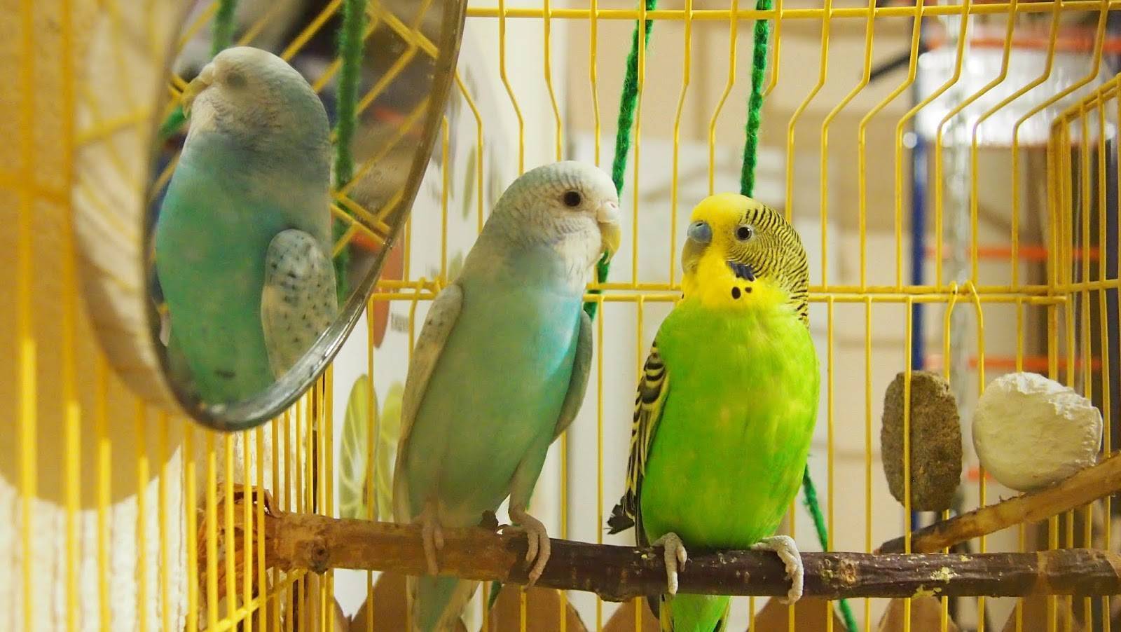 Как назвать попугая? имена для попугаев мальчиков и девочек
