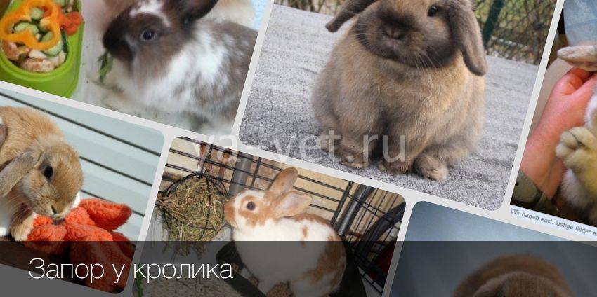 Понос у кролика. как лечить? - krolikidv.ru
