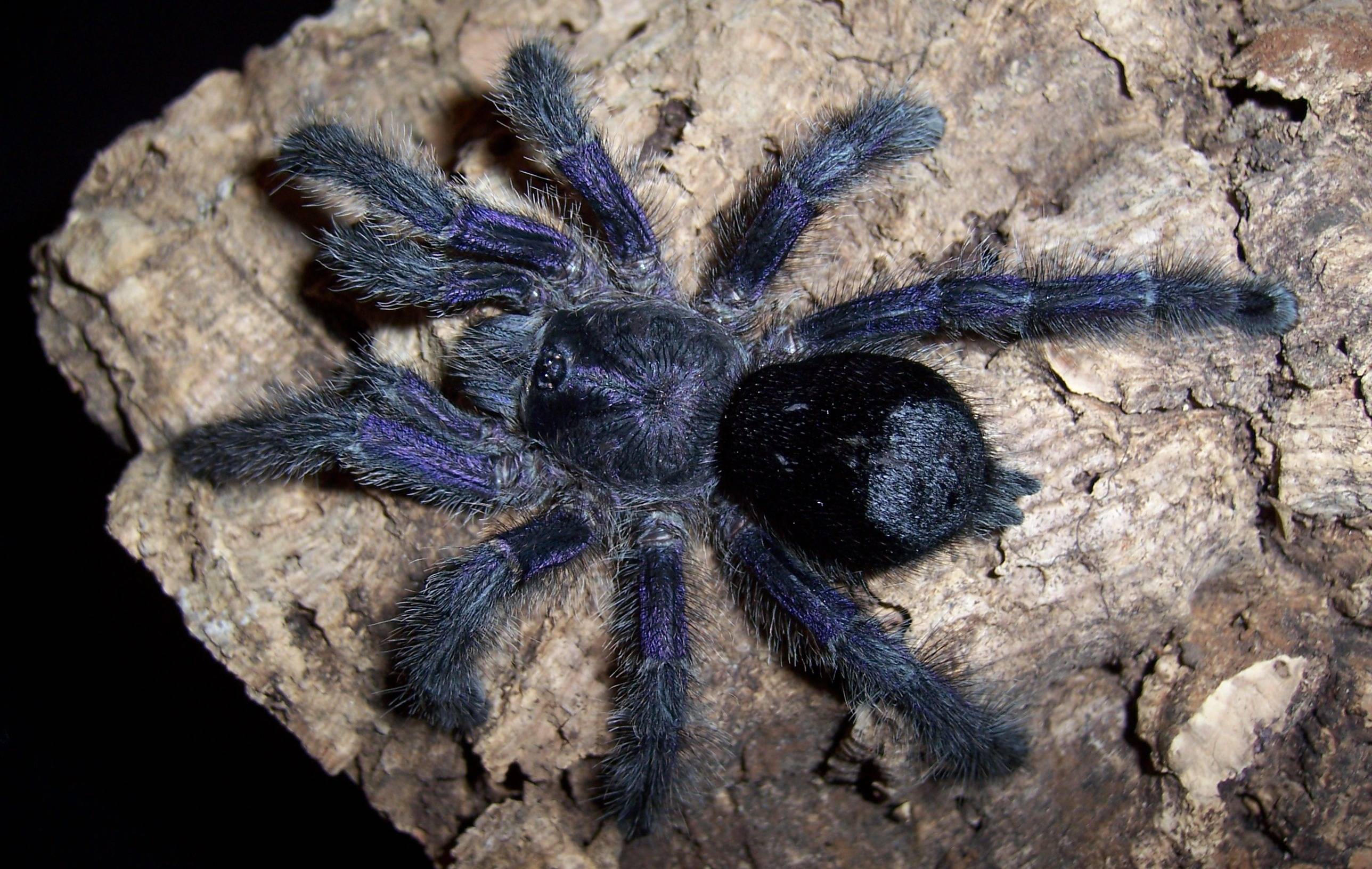 Avicularia(caribena) versicolor содержание и описание, паук птицеед avicularia versicolor, фото avicularia versicolor, caribena
