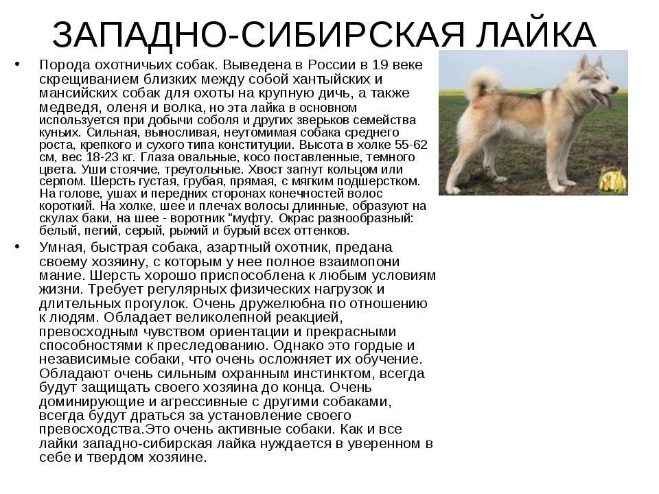 Описание породы русско-европейская лайка