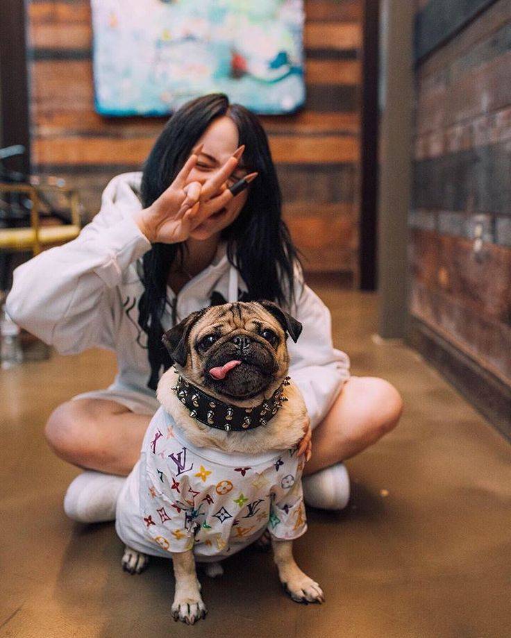 Самые интересные instagram-аккаунты животных.