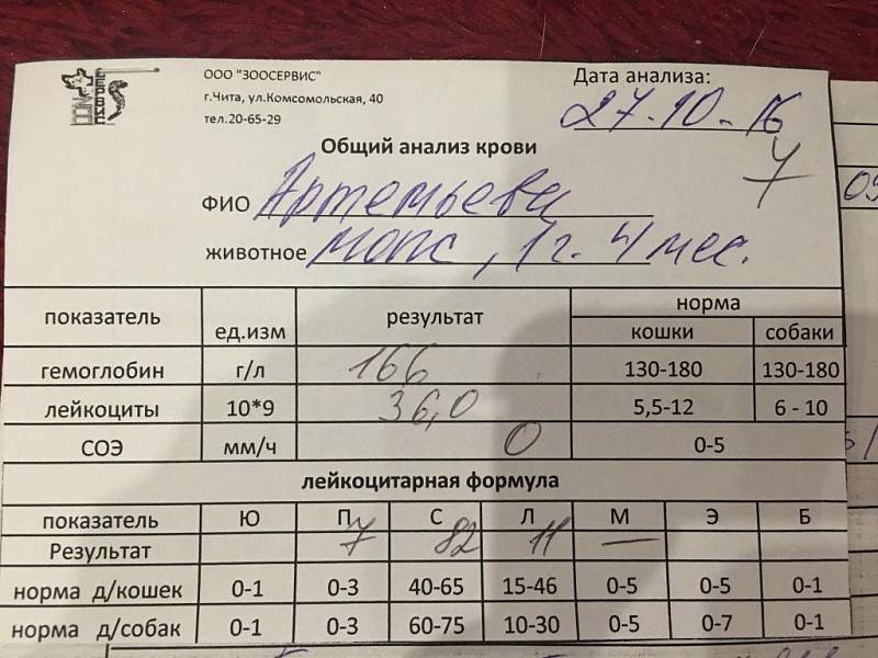 Повышенные лейкоциты в моче у грудничка: норма, причины, диагностика, лечение