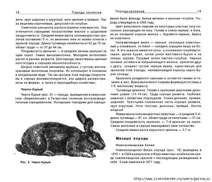 Кролик шиншилла (советская): описание и характеристика породы