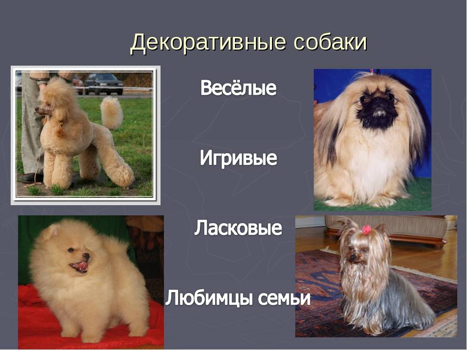 Декоративные собаки