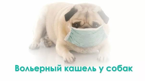 Питомниковый кашель у собаки: чем лечить и как правильно