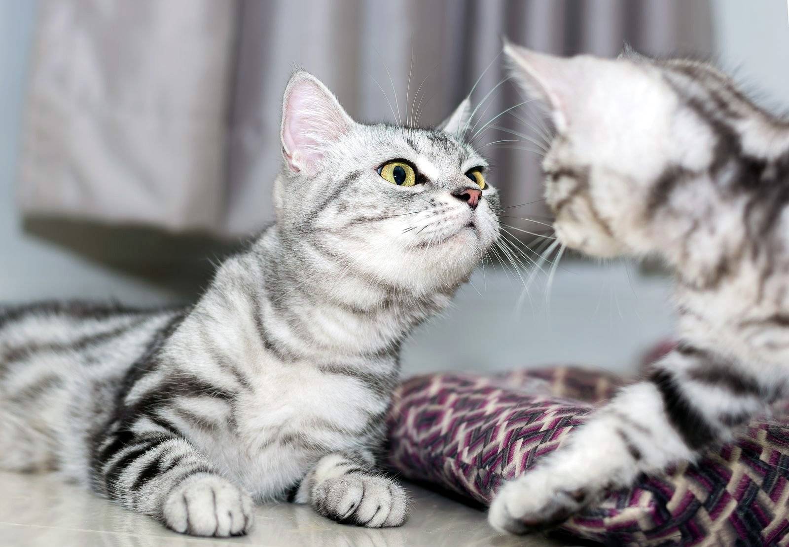 Американская короткошерстная и жесткошерстная кошки: уход и история породы
