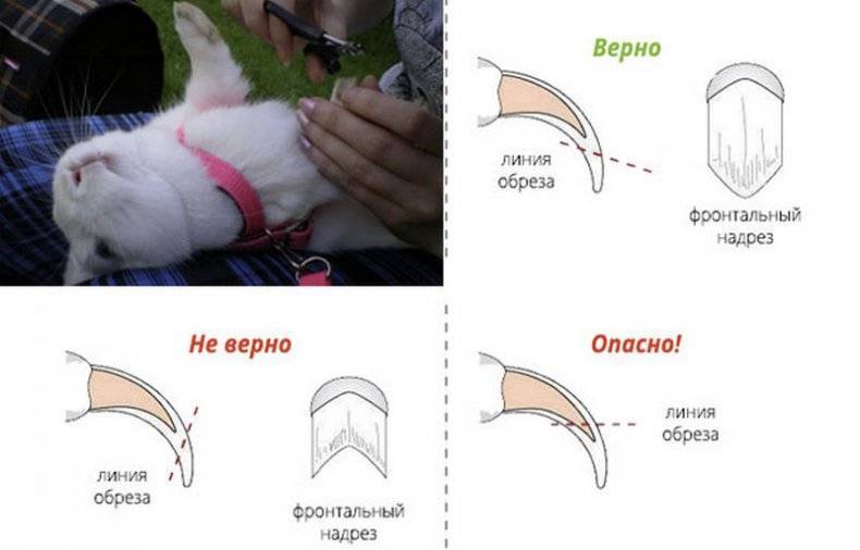 Лапки в порядке: домашний уход за когтями декоративного кролика