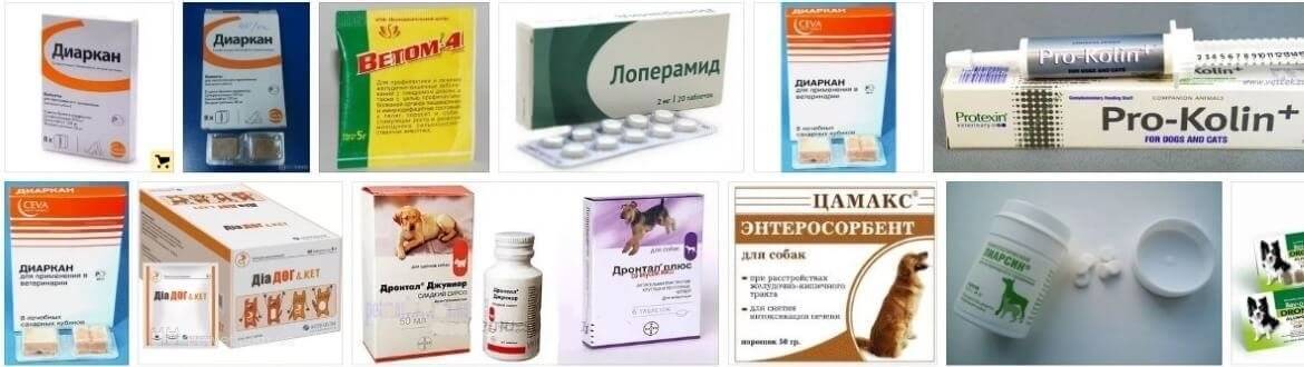 Понос у домашней кошки: кто виноват и что делать