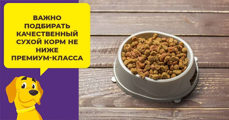 Можно ли размачивать сухой корм для кошек и котят и как это делать правильно