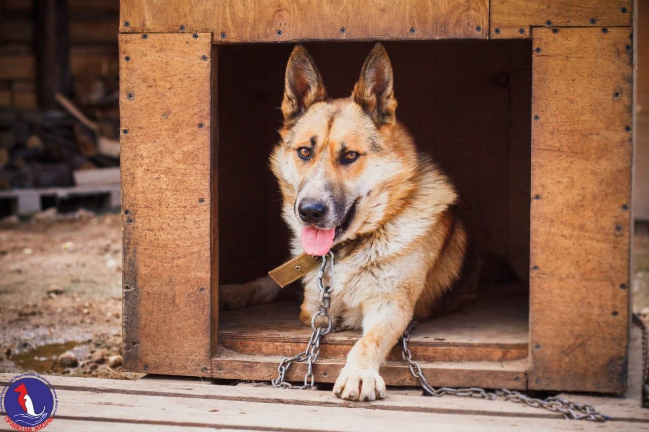 Маленькие сторожевые породы собак для частного дома — сайт эксперта по животным — howmeow