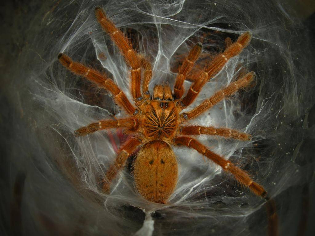 Хелицеровые. Pterinochilus murinus. Паук Pterinochilus murinus. Муринус паук птицеед. Оранжевый паук птицеед.