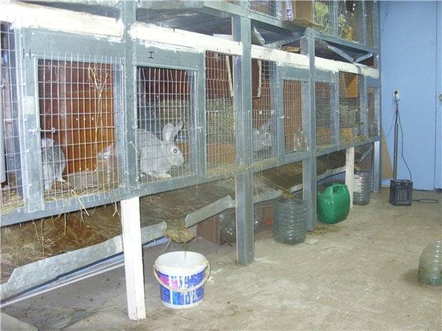 Разведение кроликов на мясо или мех в домашних условиях