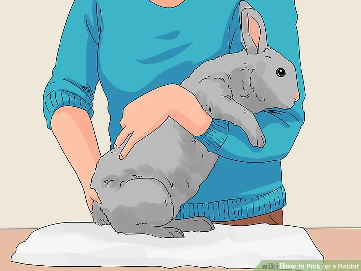 Можно ли кроликов брать за уши и как правильно держать?