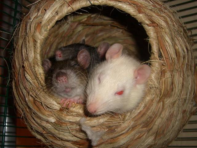 Почему крысы спят. Спящие крысы. Крыски декоративные в гамаке.