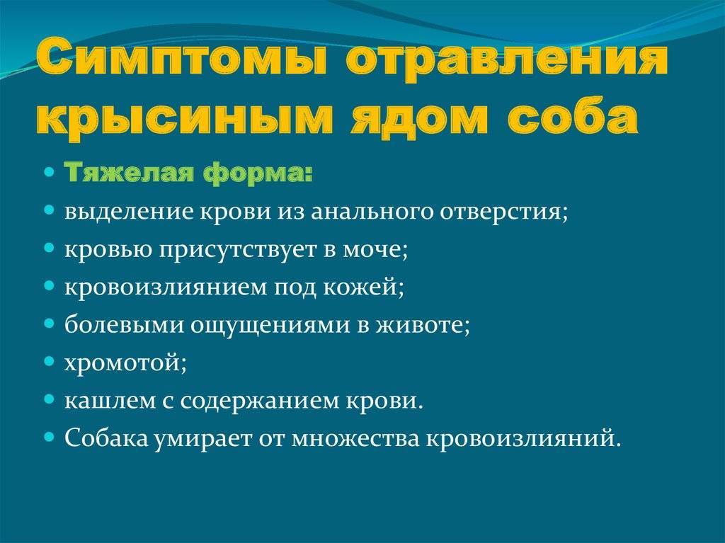 Отравление крысиным ядом у собак: симптомы, антидоты, лечение