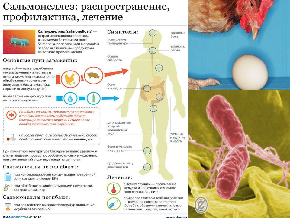Болезни шиншилл – методы их лечения,симптомы и профилактика