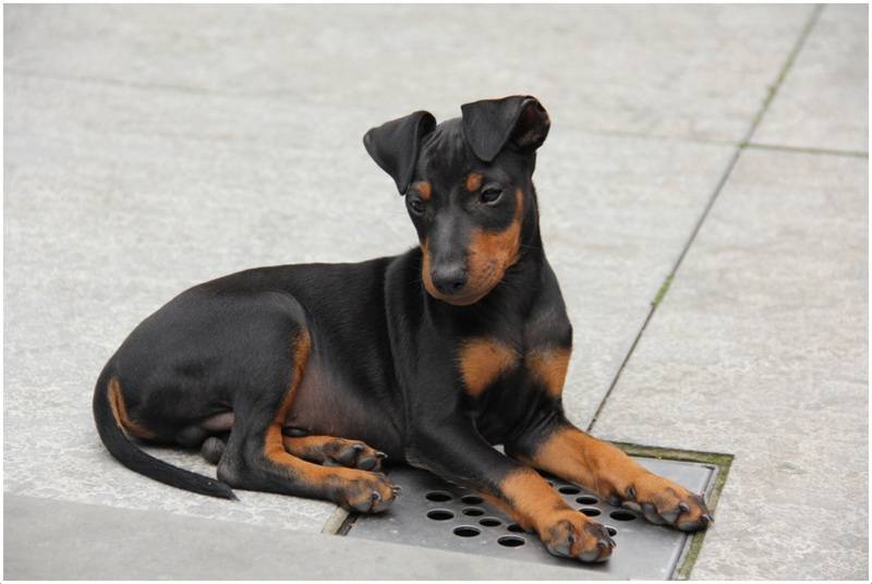 Характеристика собак породы манчестер терьер с отзывами и фото