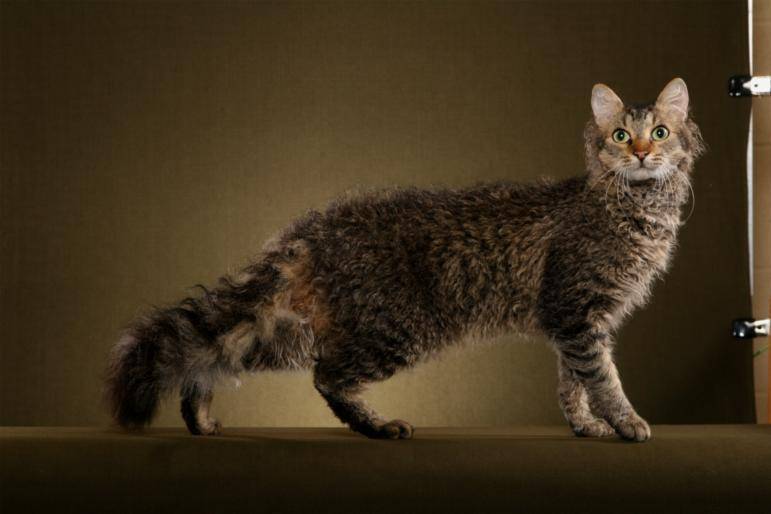 Лаперм кошка фото и описание кошки с кучерявой шубкой