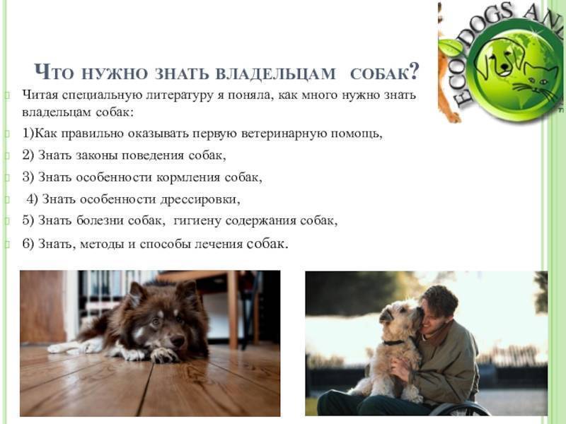 Как собака выбирает хозяина и как понять, кто для нее является лидером