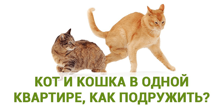 Как подружить двух кошек или кошку с собакой: советы владельцу