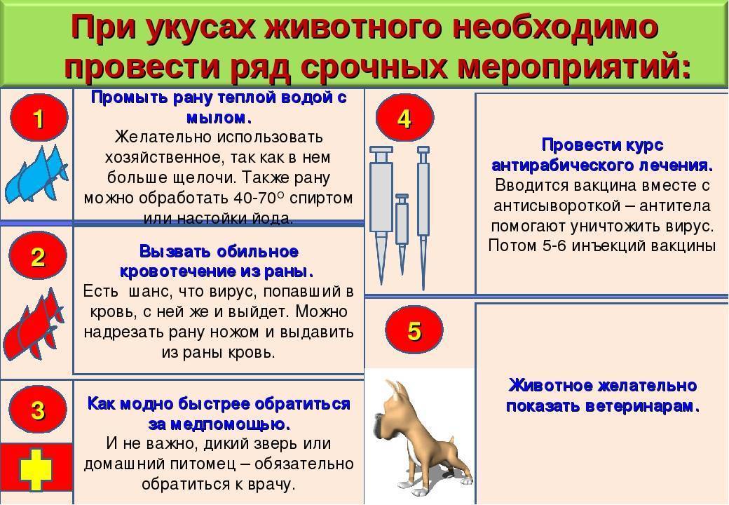 Укусил кот, опухла рука - что делать и чем лечить?