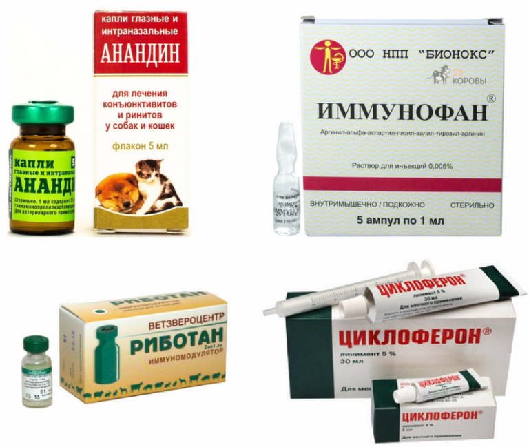 Сопли у собаки: причины и лечение насморка