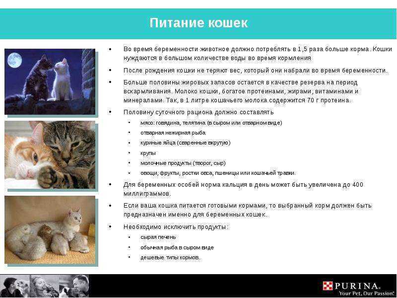 Кормление кошек. общие принципы