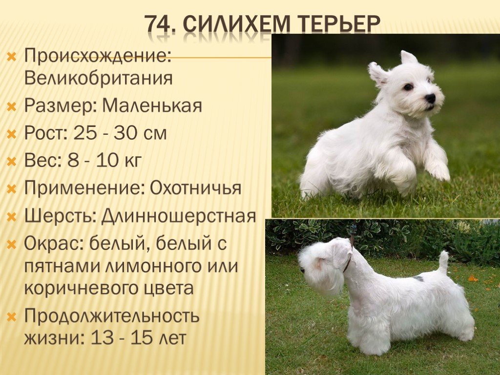 Белые собаки