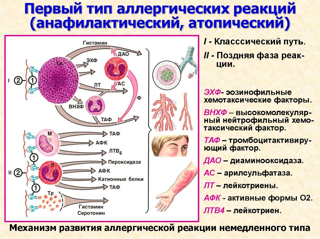 Аллергия: ликбез для аллергика. диагностика, симптомы, лечение | университетская клиника