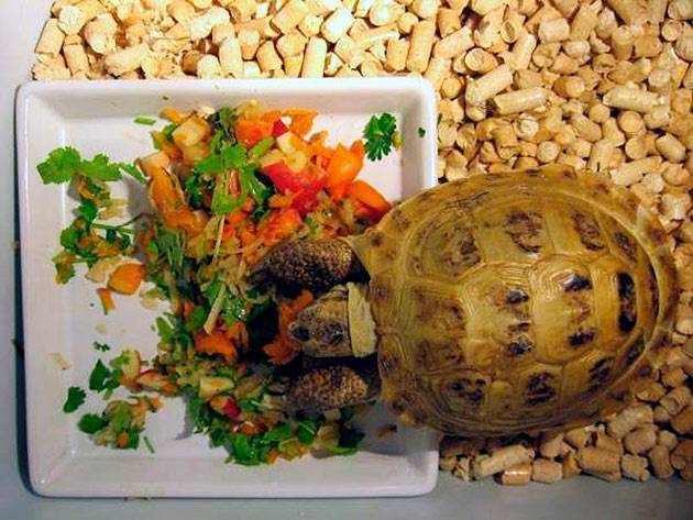 Чем кормить сухопутных и красноухих черепах в зимний период