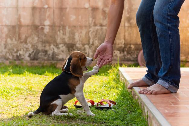 Как воспитать собаку, не прибегая к насилию? 6 полезных кинологических секретов
