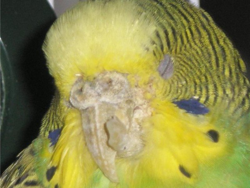Волнистый попугай: болезни, симптомы и их лечение