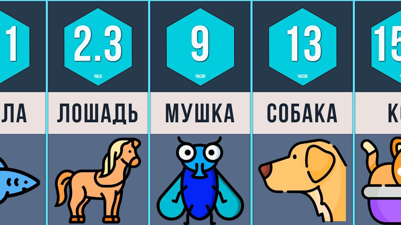 Сколько собаки спят часов в сутки: почему много спят