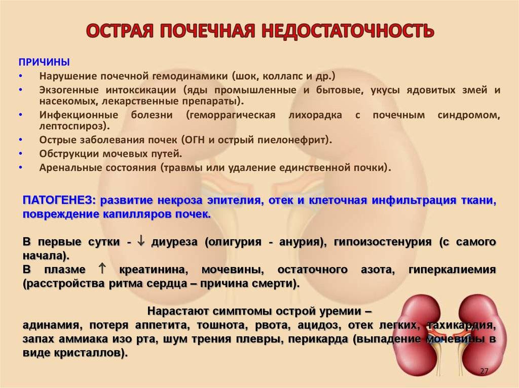 Хроническая почечная недостаточность (хпн) у кошек