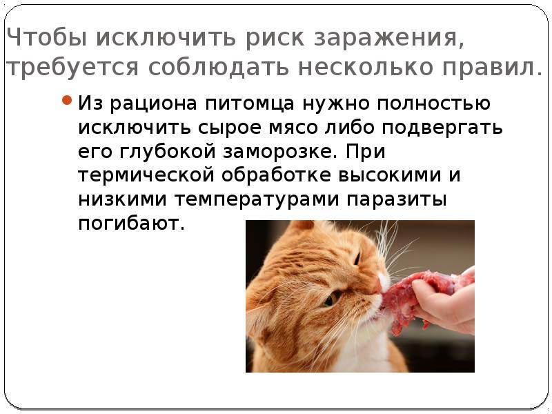 Токсоплазмоз кошек