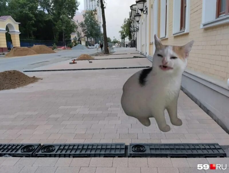 Почему коты убивают котят и что чувствует кошка, лишившись своих котят? - всё о кошках и котах