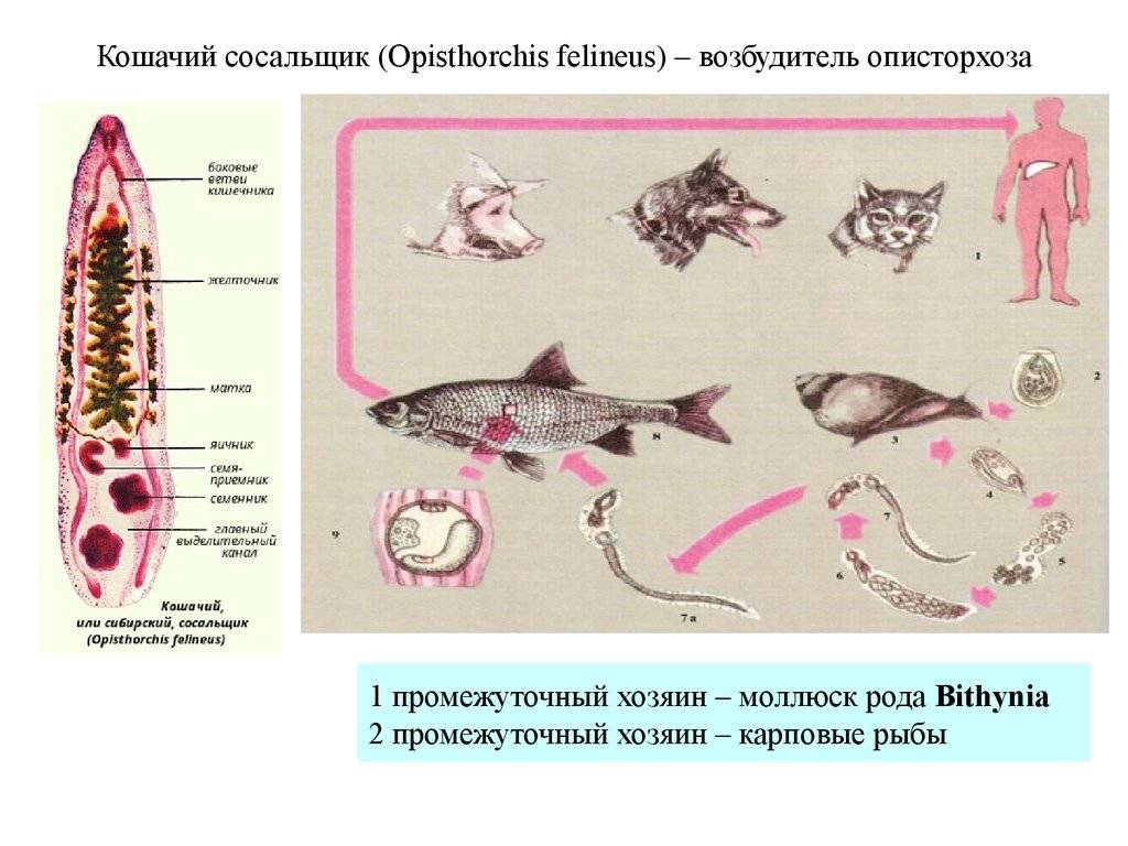 Правильное питание при описторхозе. полезные и опасные продукты при описторхозе