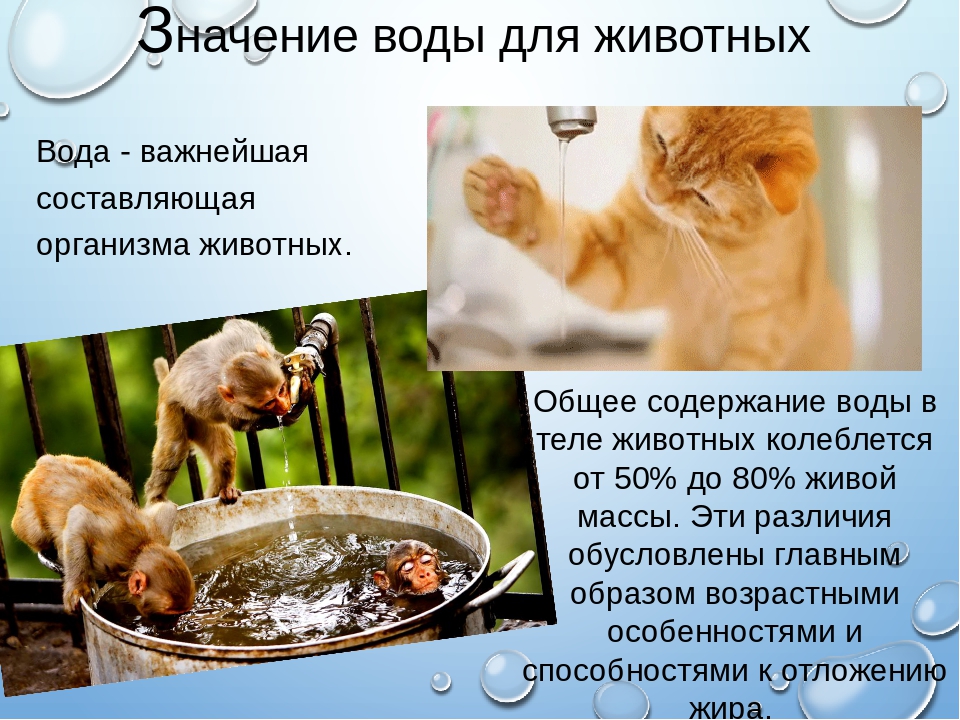 ᐉ морская свинка не ест и не пьет, что делать? причины отказа от еды. - zoopalitra-spb.ru