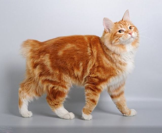 Бесхвостые породы кошек: мифы и реальность