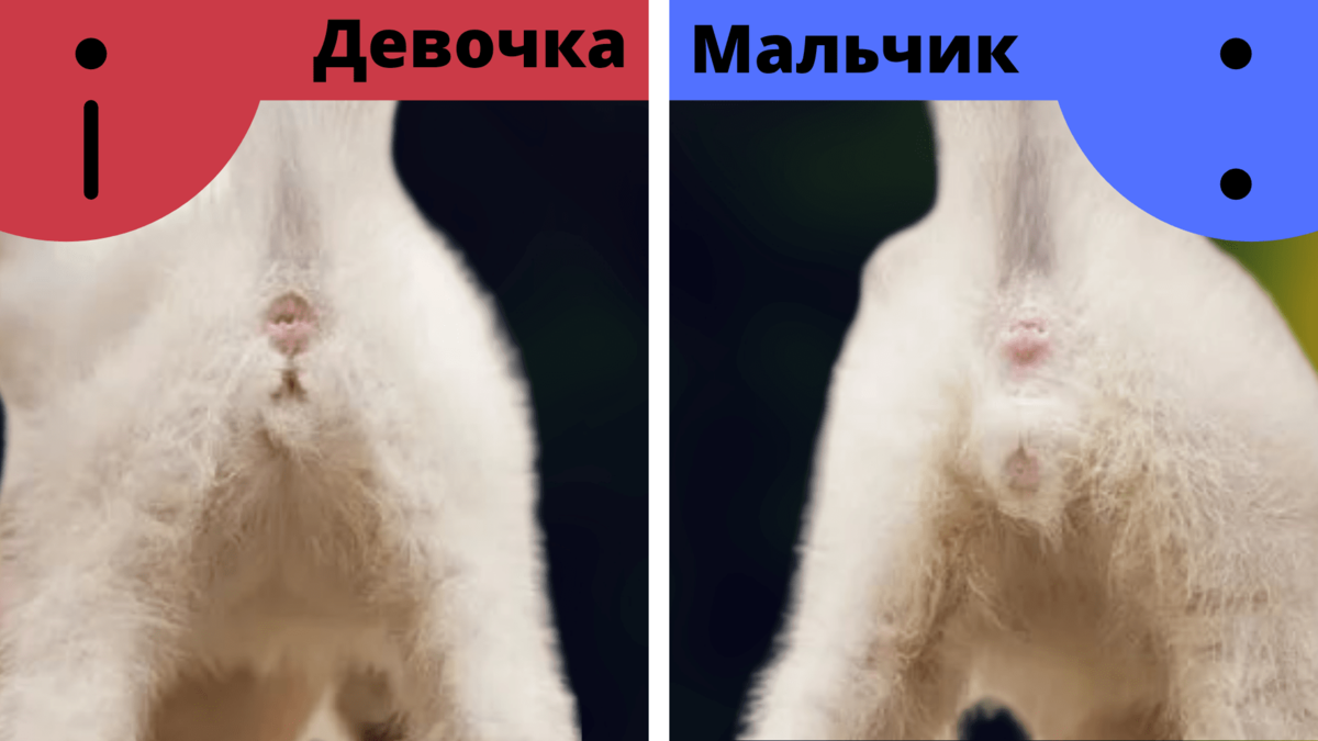 Половая кошка. Как определить пол котенка. Котенок мальчик или девочка. Как различить пол котят.